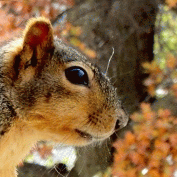 Sloth (USA-2) : I'm Nuts for Fall! Are You???